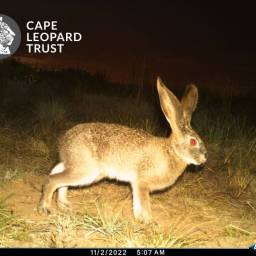Cape hare